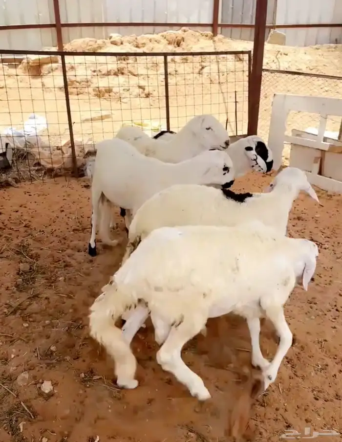 سواكن مرابي ضحاي طيبه 3