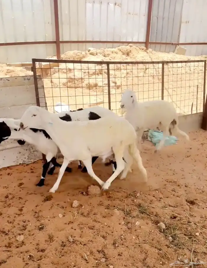 سواكن مرابي ضحاي طيبه 2