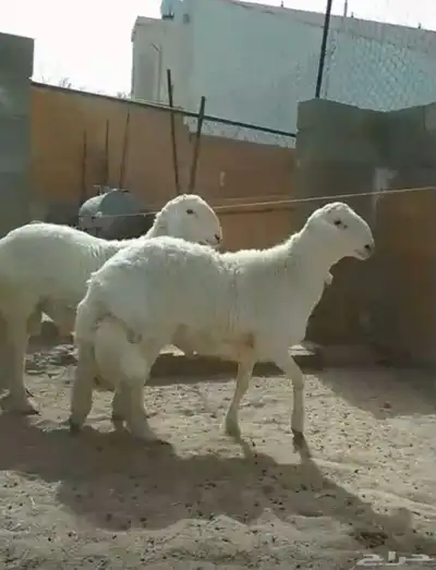 خروفين جبره 0