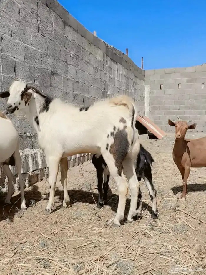 تيس جذع قرب يثني 2