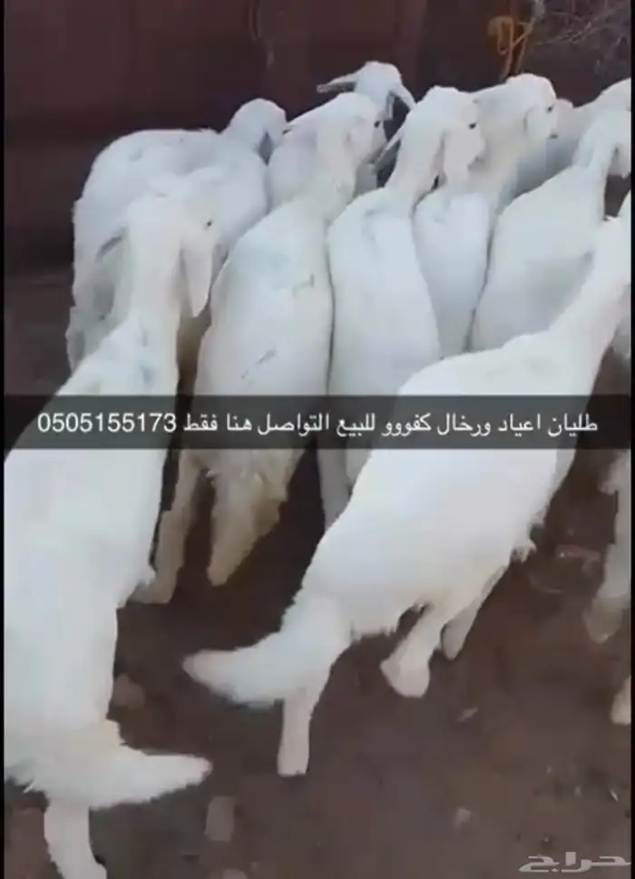 طليان اعياد بيشه للتواصل على هذا الرقم فقط 0