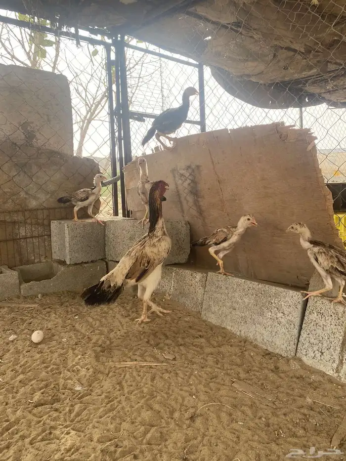 تم البيع 2