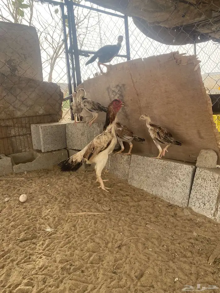 تم البيع 0