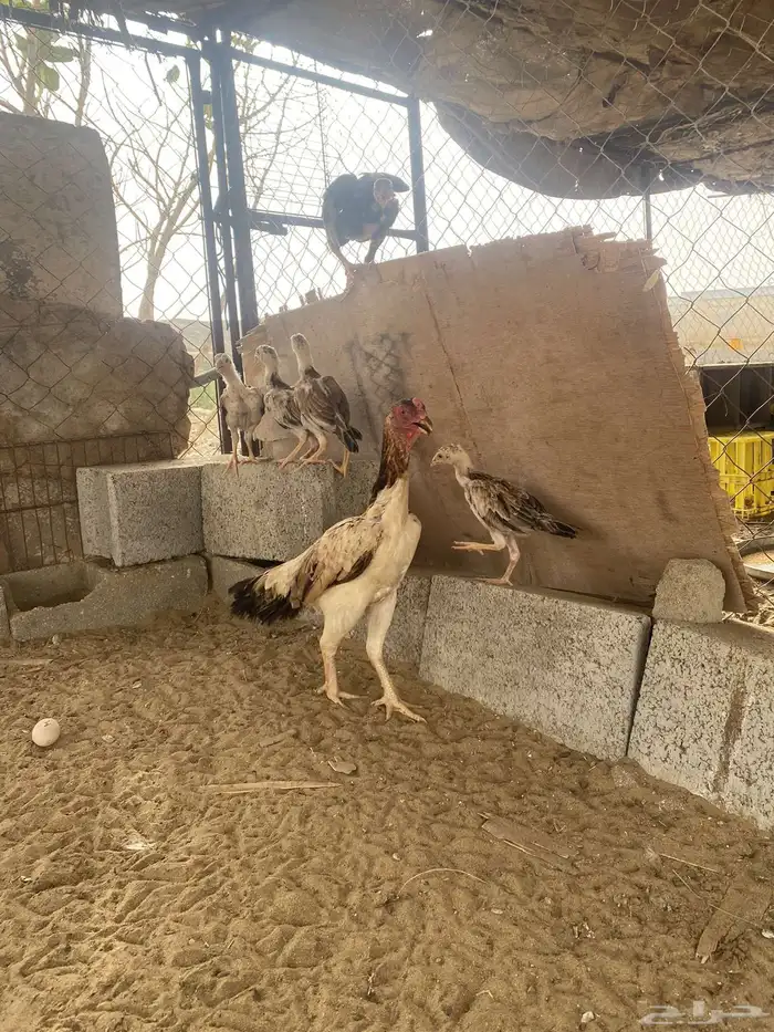 تم البيع 1