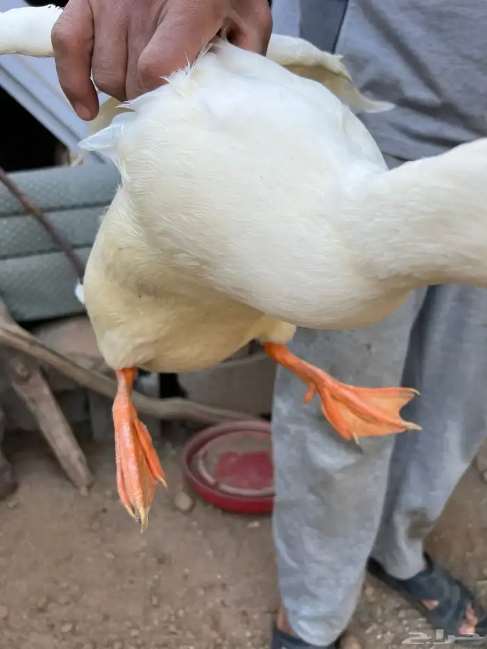 بط بكيني فاخر للبيع 0
