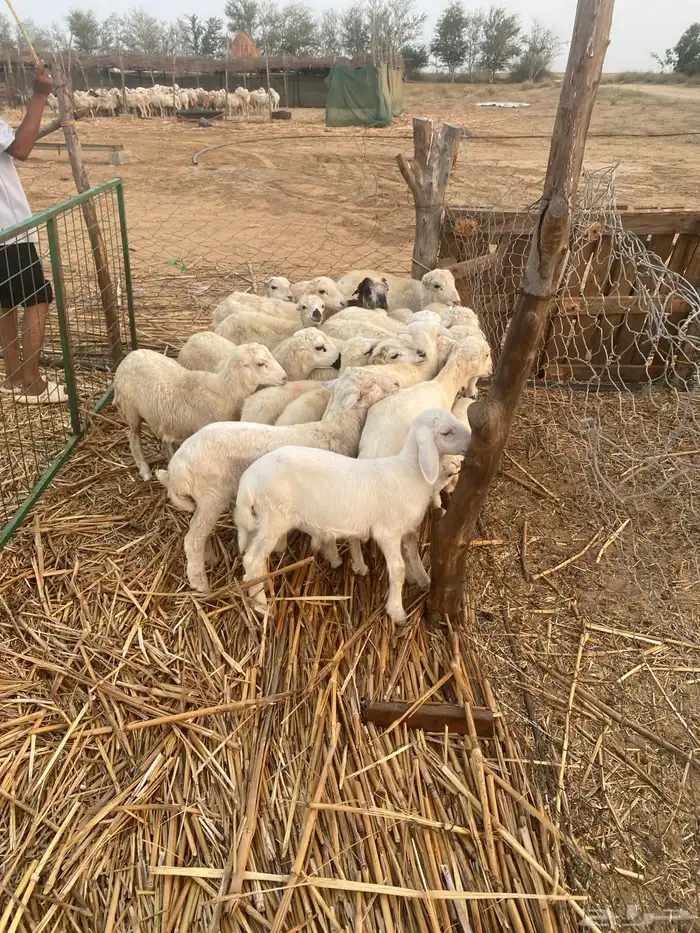 ذكران ورخال 3