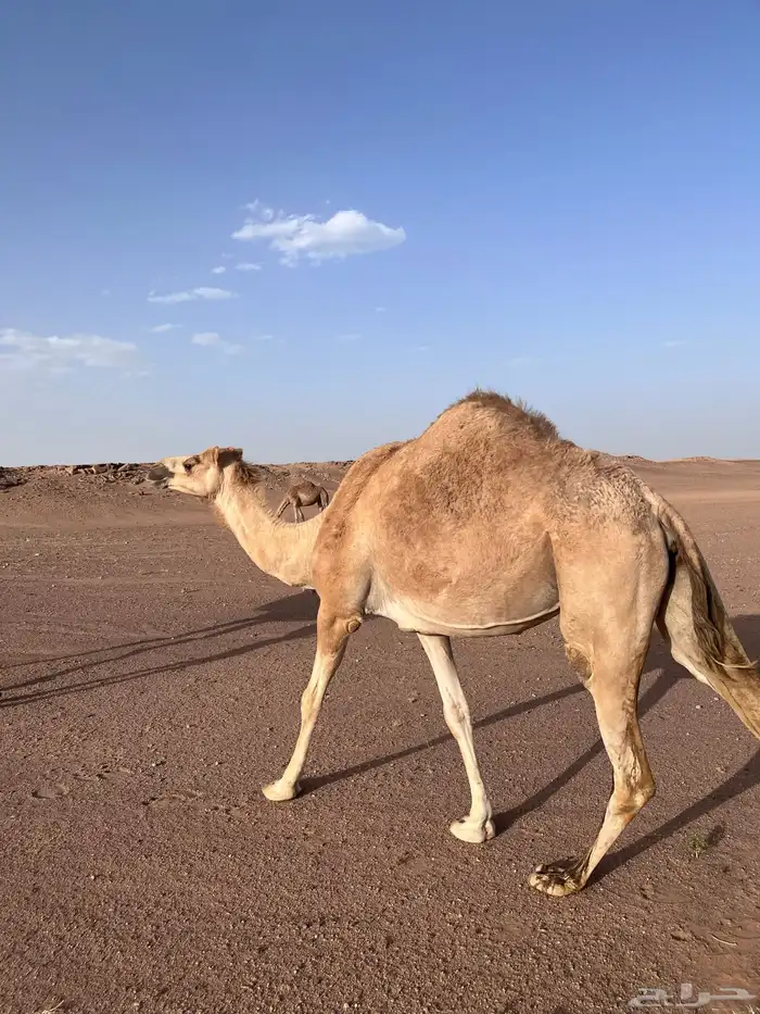 النياق ركايب وفيه بكره مفروده ومربوطه 0