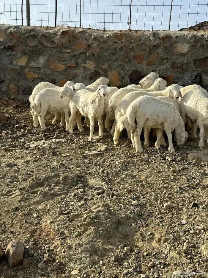طليان حرية كفووو 3