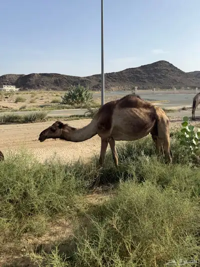 ابل بفحلها 2