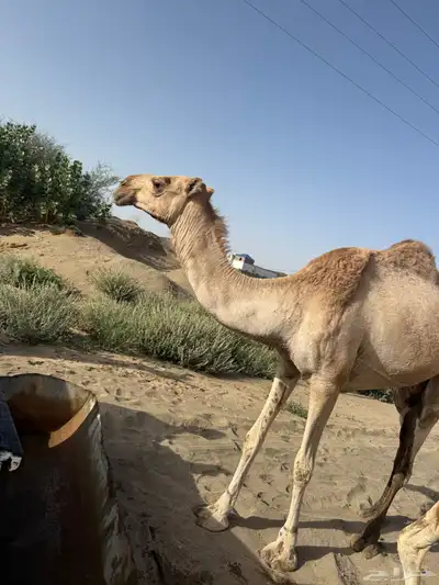ابل بفحلها 8
