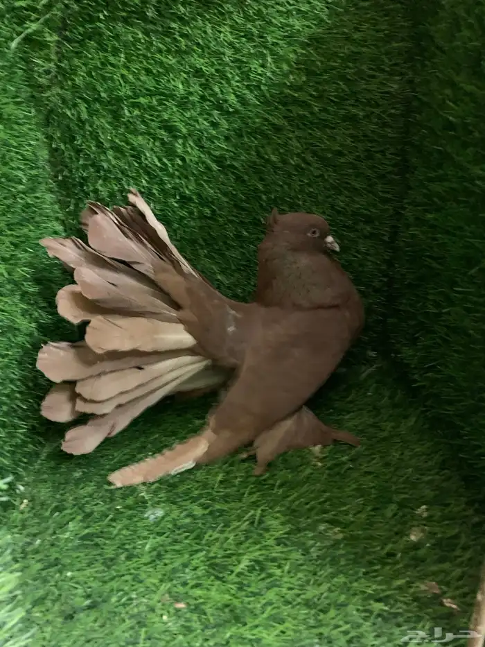 رقاص امريكى 4