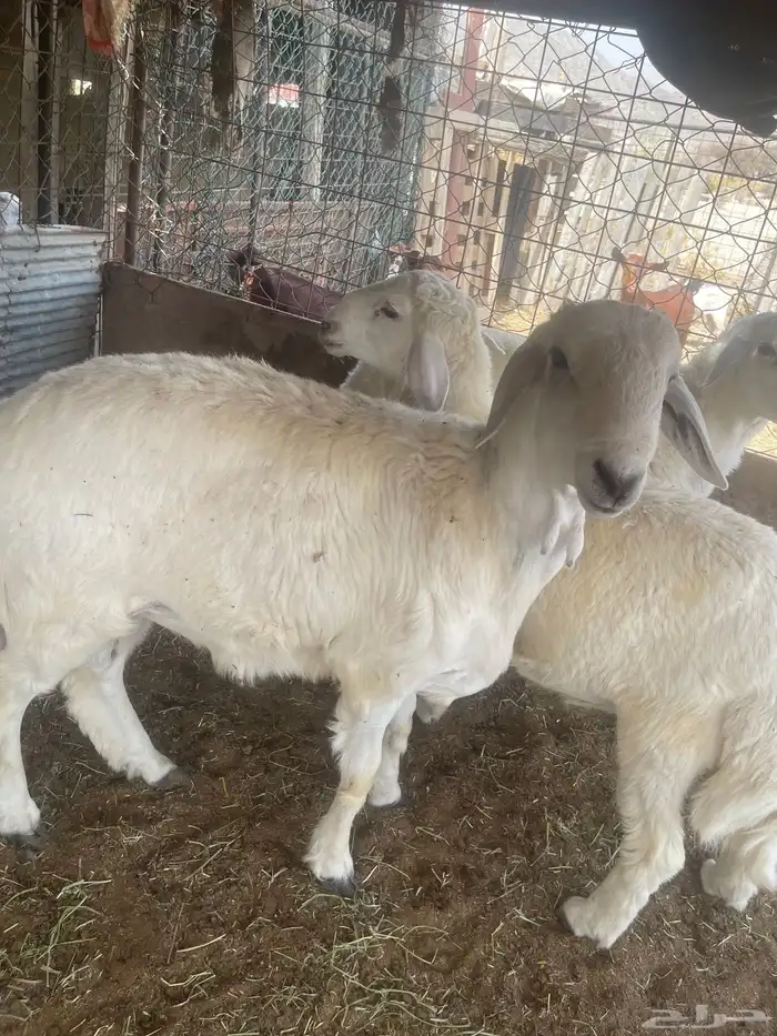 طلي جبر العمر 6اشهر ونصف من حلالي 1