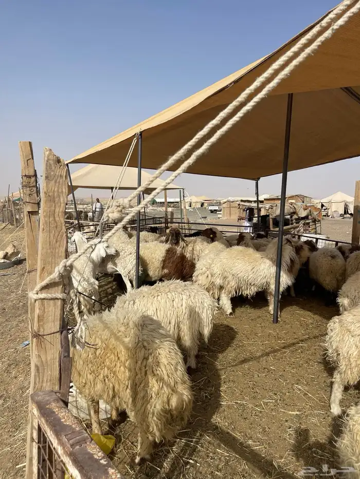 نعيمي طازج وبلدي 2
