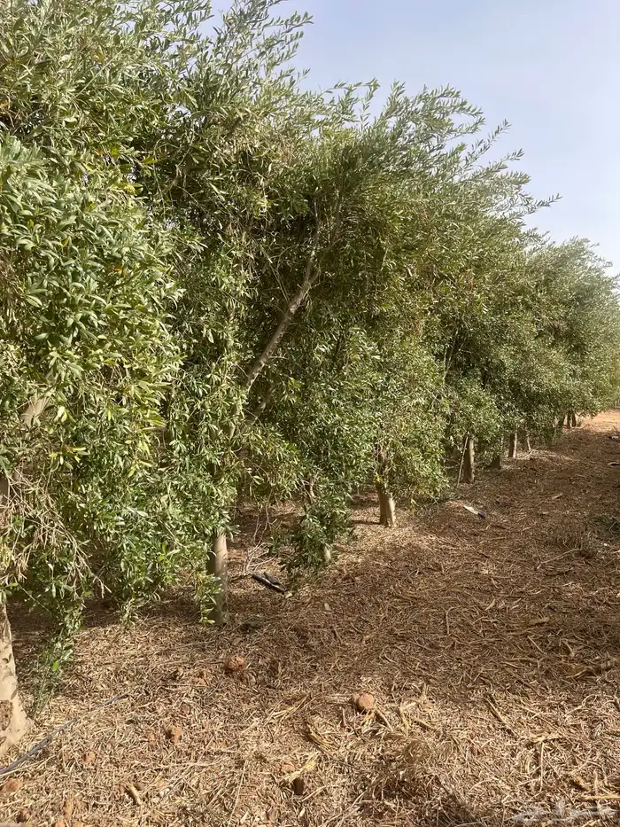 اشجار زيتون مثمر 16