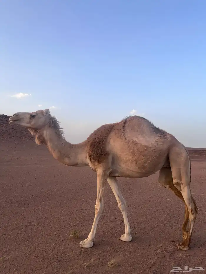 النياق ركايب وفيه بكره مفروده ومربوطه 4