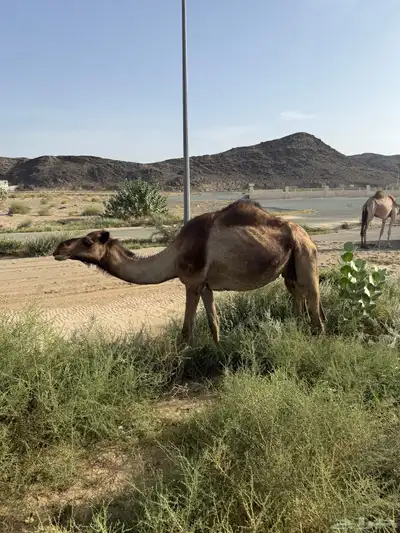 ابل بفحلها 3