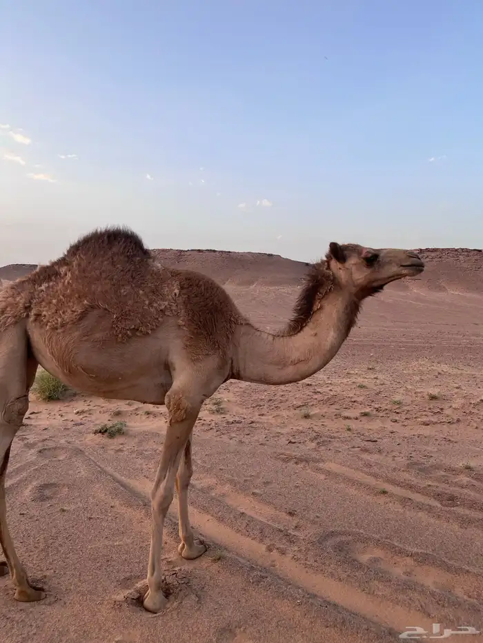 النياق ركايب وفيه بكره مفروده ومربوطه 3