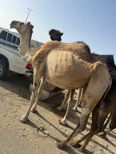 ابل بفحلها 7