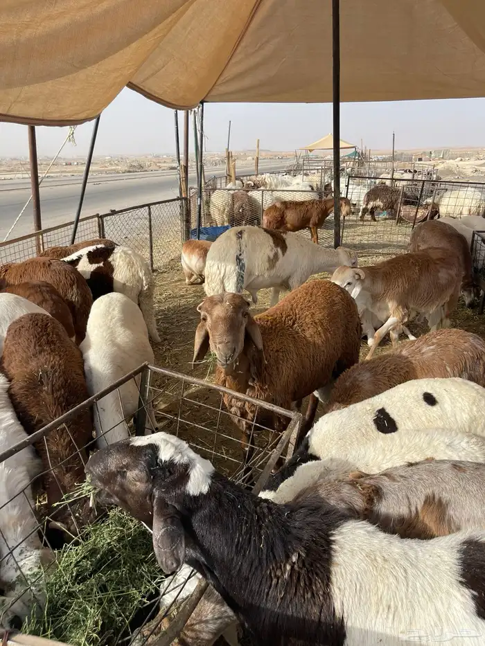 نعيمي طازج وبلدي 12