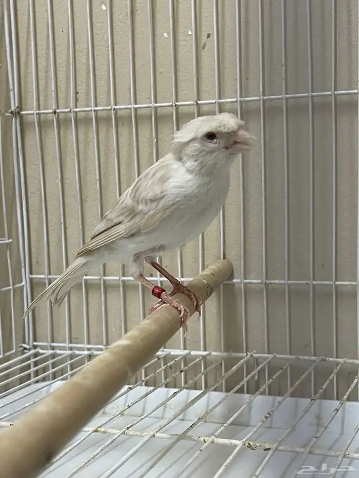 انثى كناري ستنايت كرست ( تم البيع ) 0