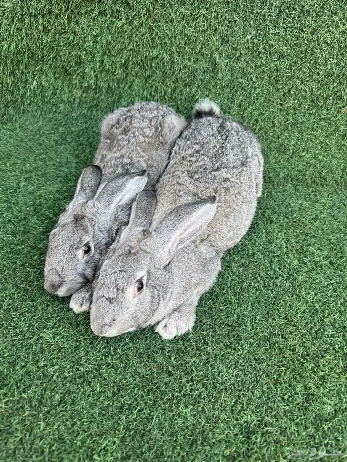 زوجين ارانب الشنشيلا العملاق 2