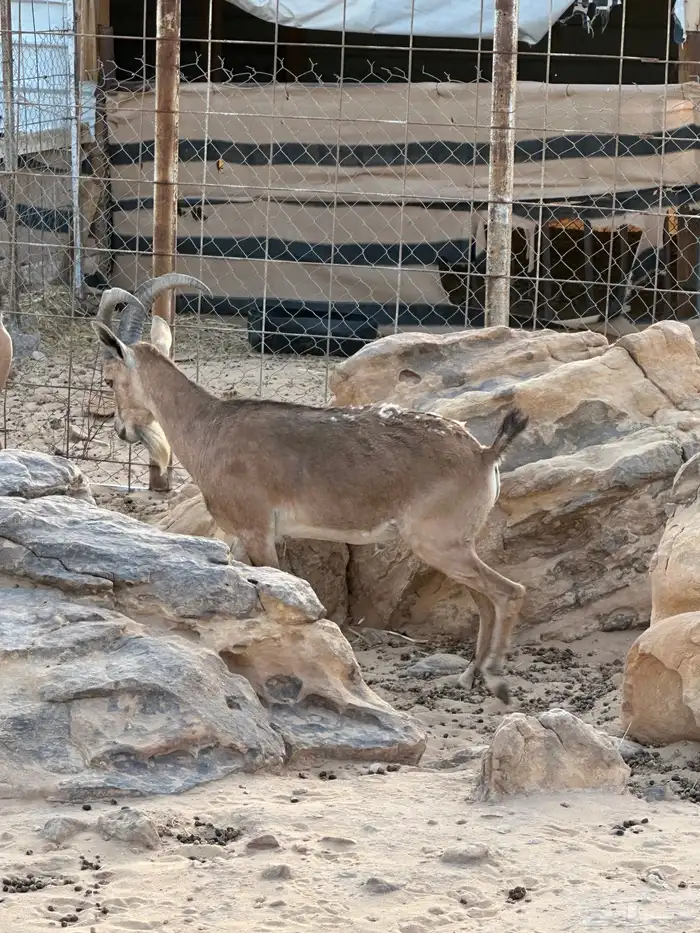 هجين وعول درجة اول 21