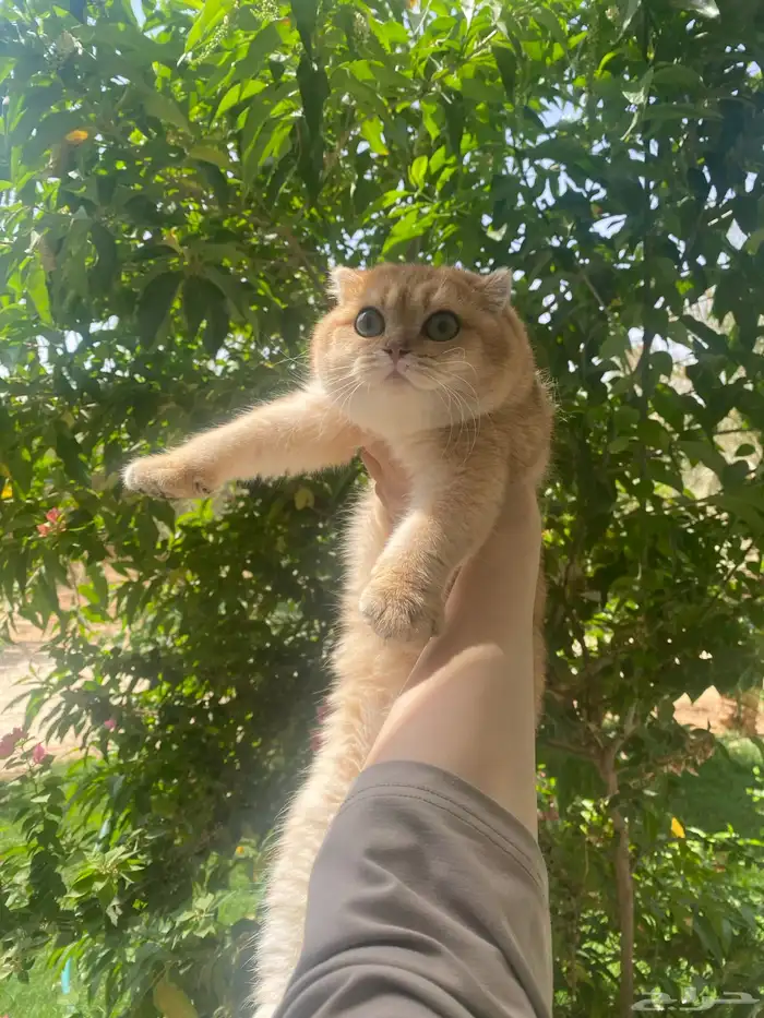 قطط سكوتش فولد تم البيع 1