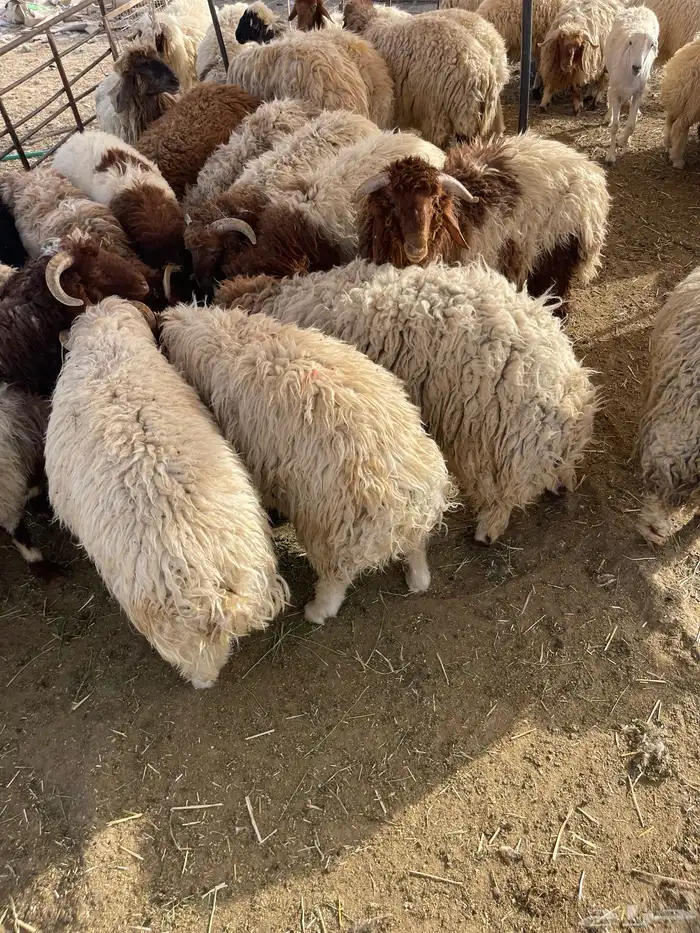 نعيمي طازج وبلدي 16
