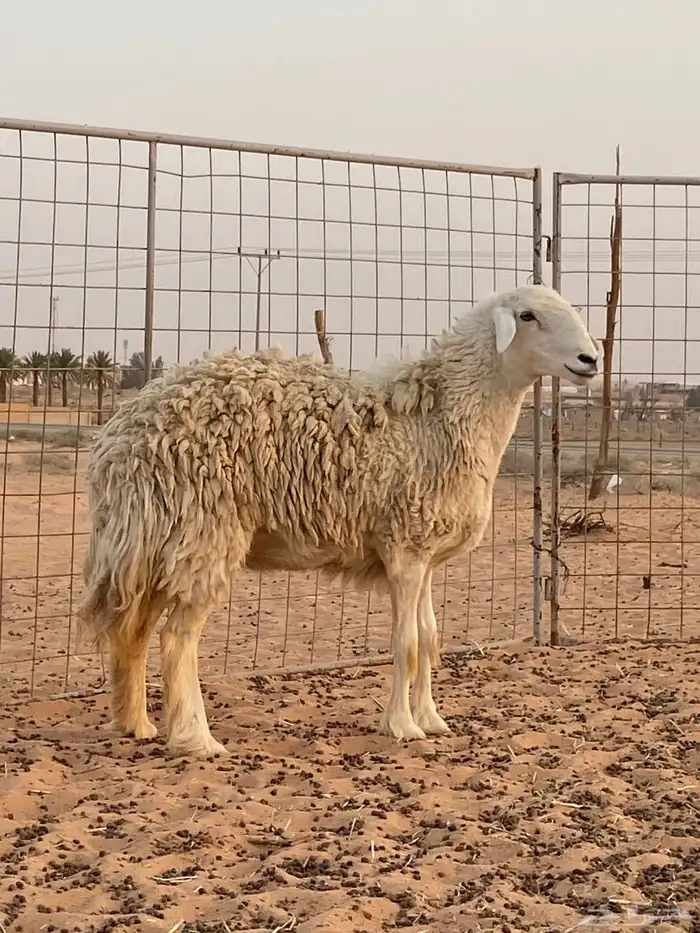 حريه حايل ضحيه 3