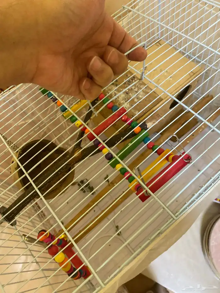 أقفاص طيور مجهزة بالكامل 2