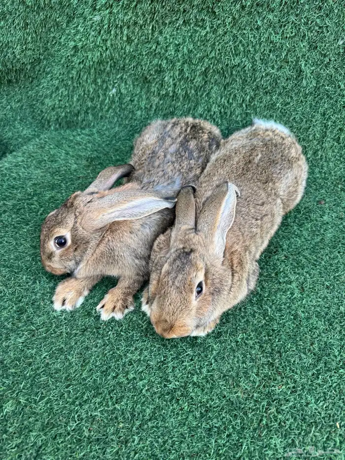 زوجين ارانب الشنشيلا العملاق 0