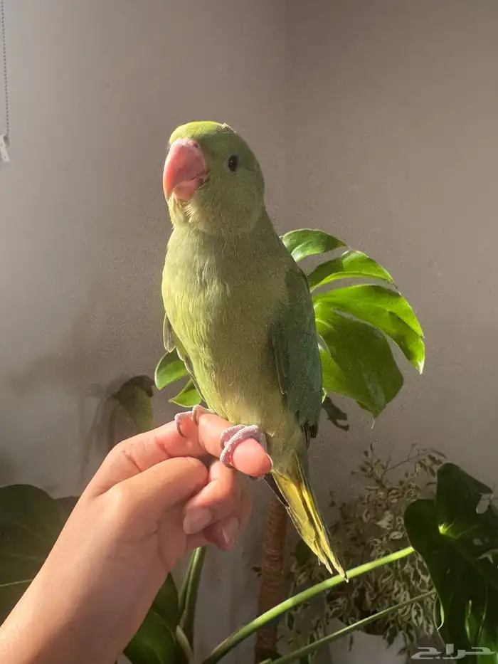 فرخ دره تم البيع 0