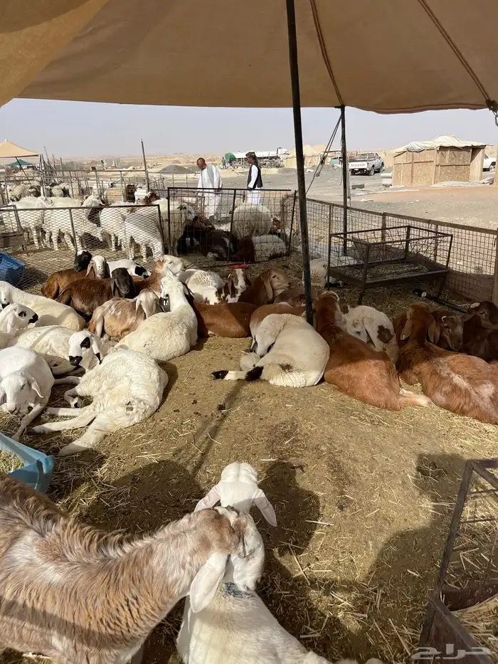 نعيمي طازج وبلدي 9