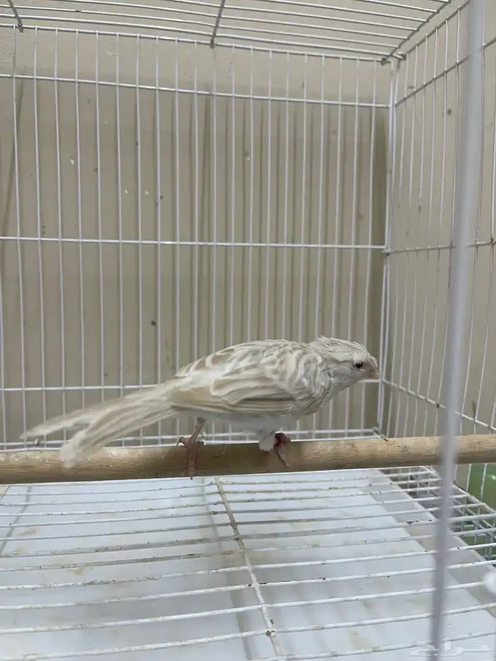 انثى كناري ستنايت كرست ( تم البيع ) 8