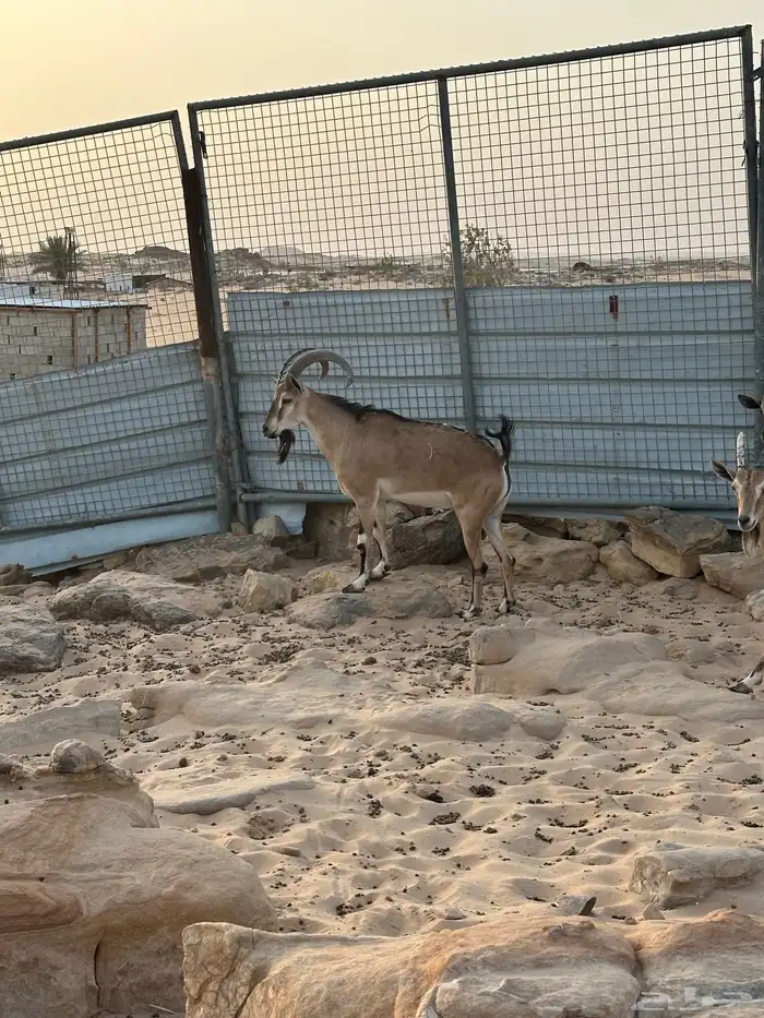 هجين وعول درجة اول 15