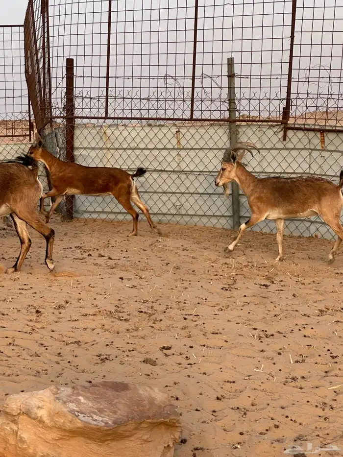 هجين وعول درجة اول 19