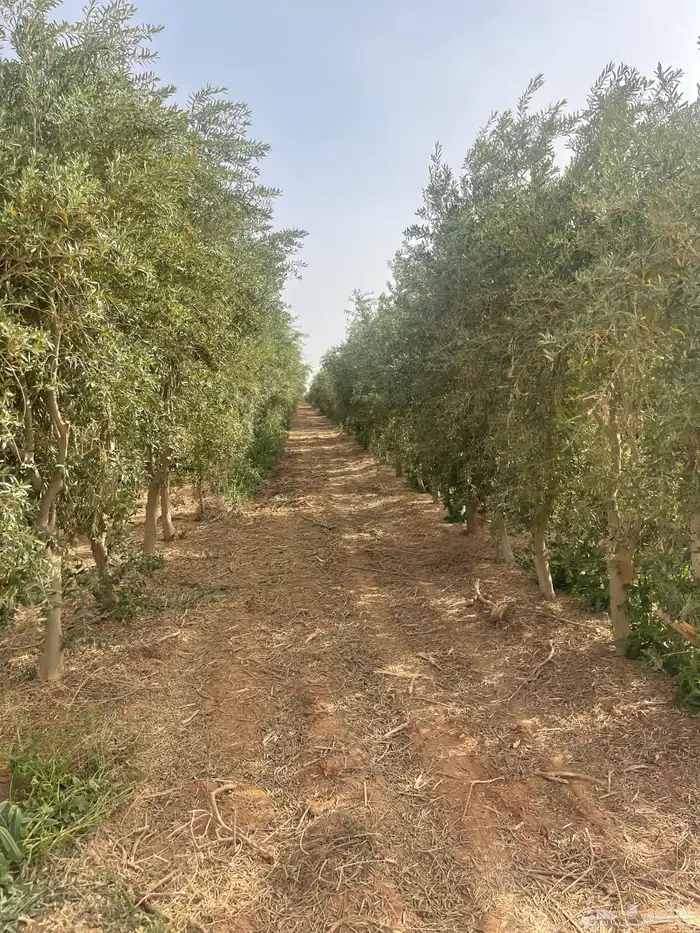 اشجار زيتون مثمر 13