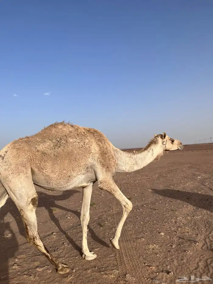 النياق ركايب وفيه بكره مفروده ومربوطه 1