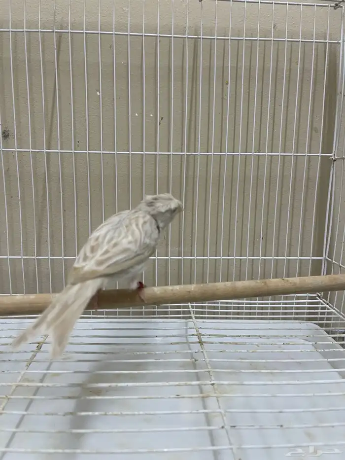 انثى كناري ستنايت كرست ( تم البيع ) 10