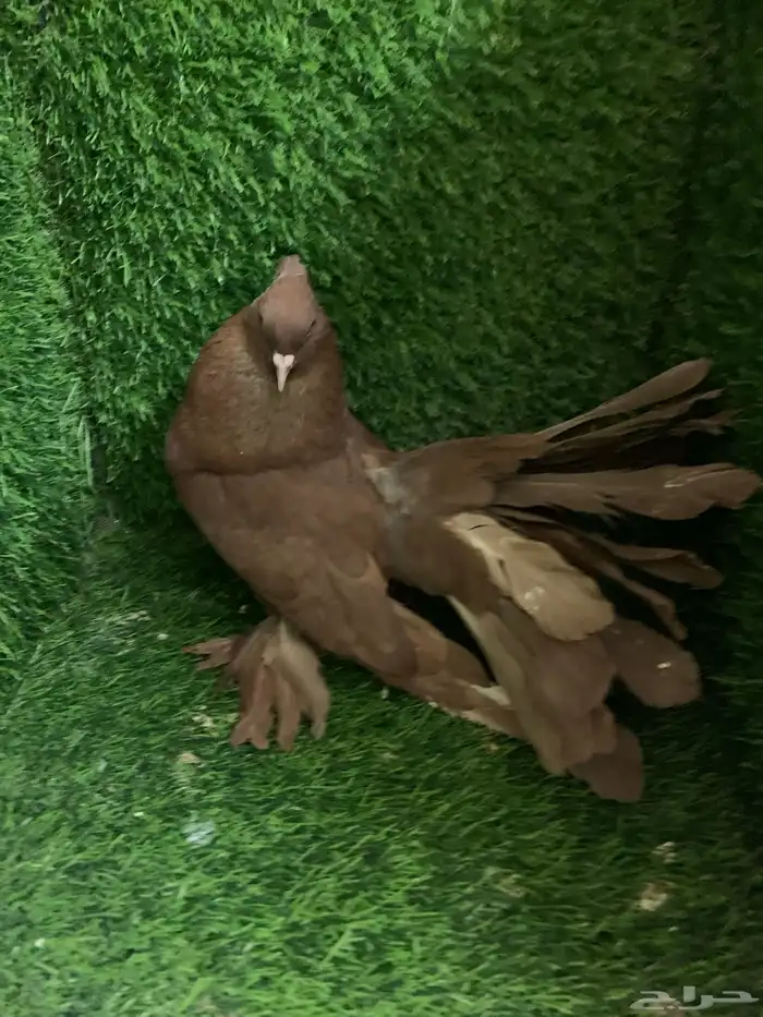 رقاص امريكى 5