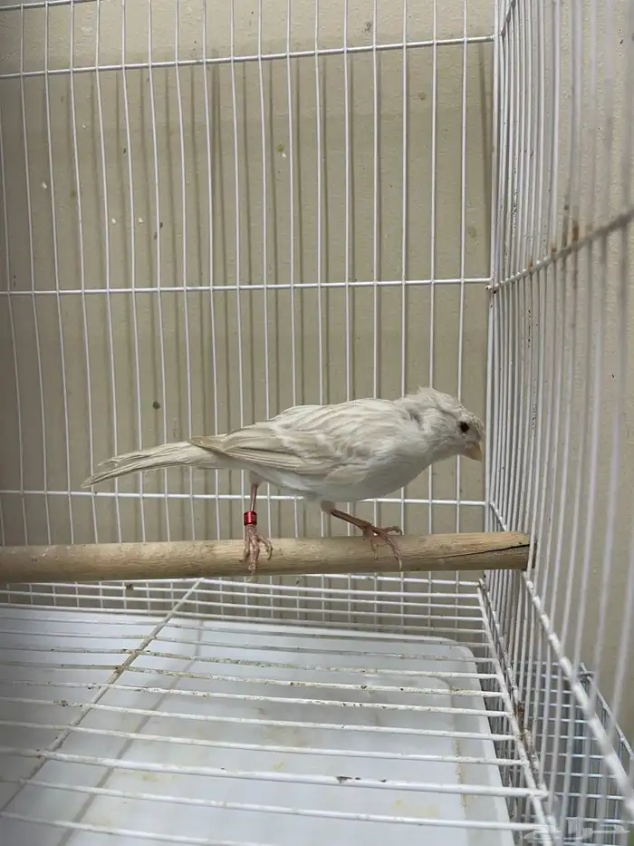 انثى كناري ستنايت كرست ( تم البيع ) 7