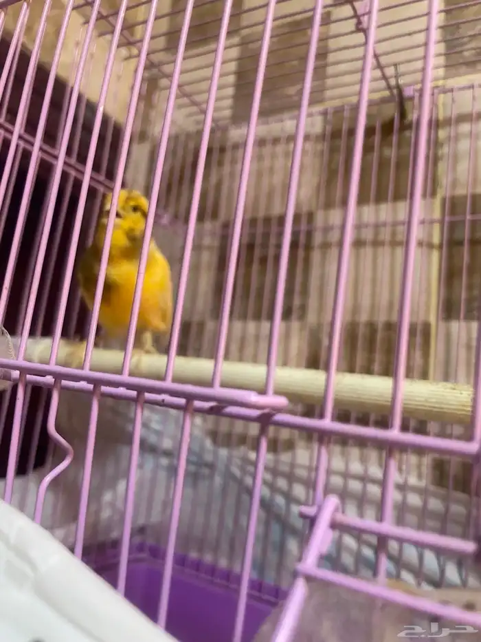 الاحساء 5