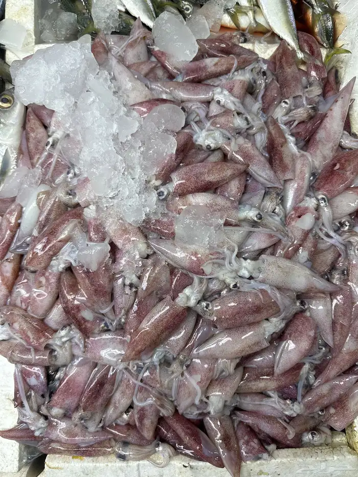 سمك طازه يوميا 0