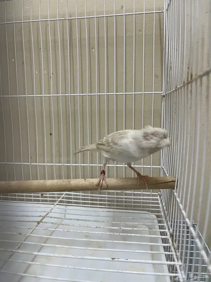 انثى كناري ستنايت كرست ( تم البيع ) 5