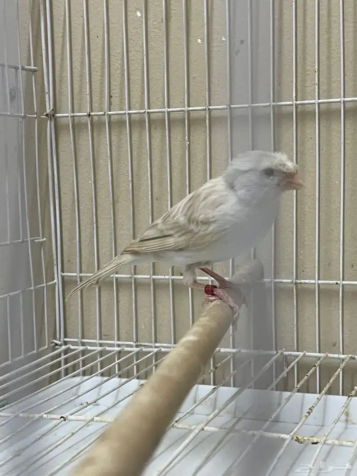 انثى كناري ستنايت كرست ( تم البيع ) 1