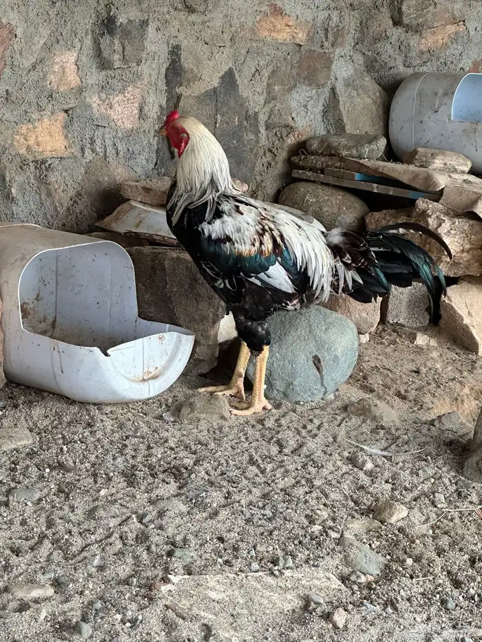 ديك للبيع 0