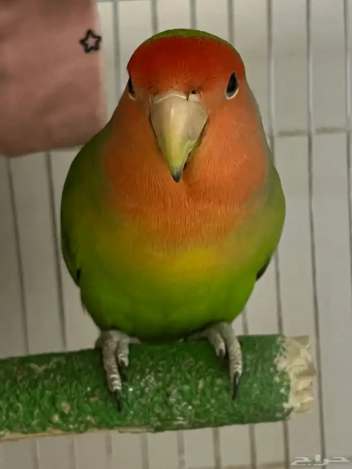 جوز روز منتج شرط اقبل البدل 1