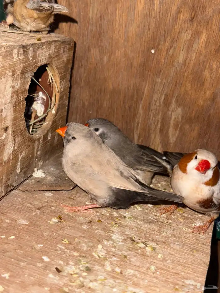 زوبرا 6