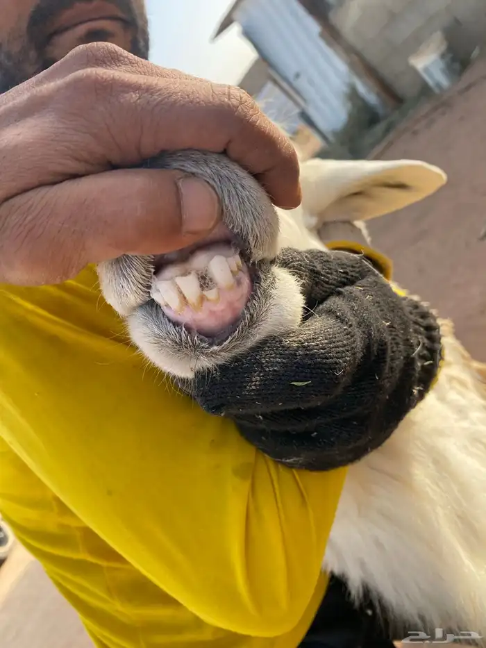 فحل حري مشروط 3