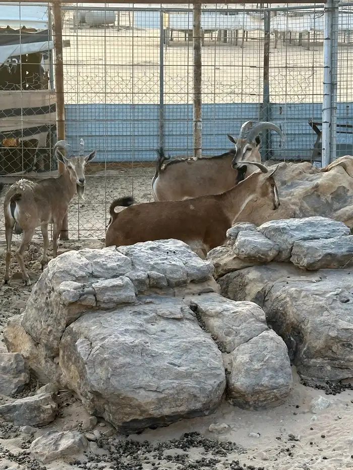 هجين وعول درجة اول 20